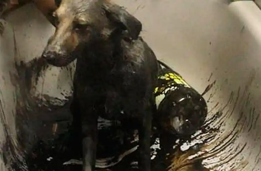 Bomberos rescataron a un perrito que se había caído a una cava llena de brea