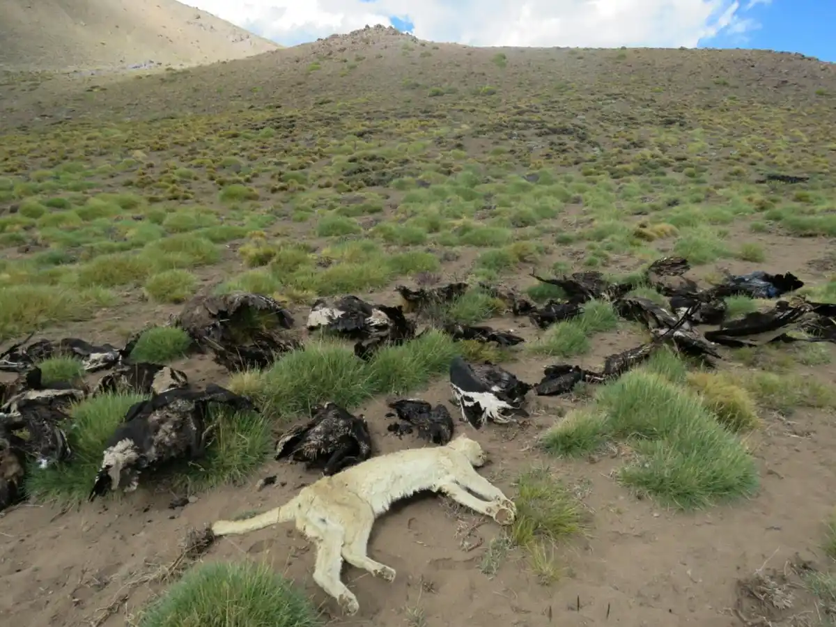 Investigarán si la muerte de 34 cóndores en Mendoza fue por agroquímicos