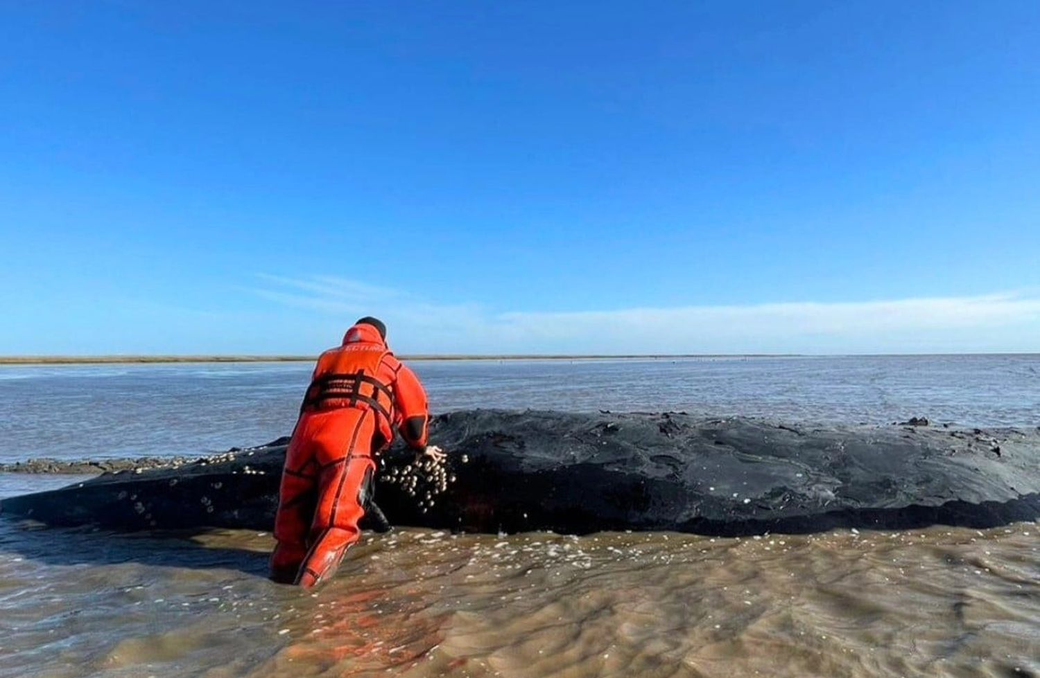 Ballena encallada en Castelli