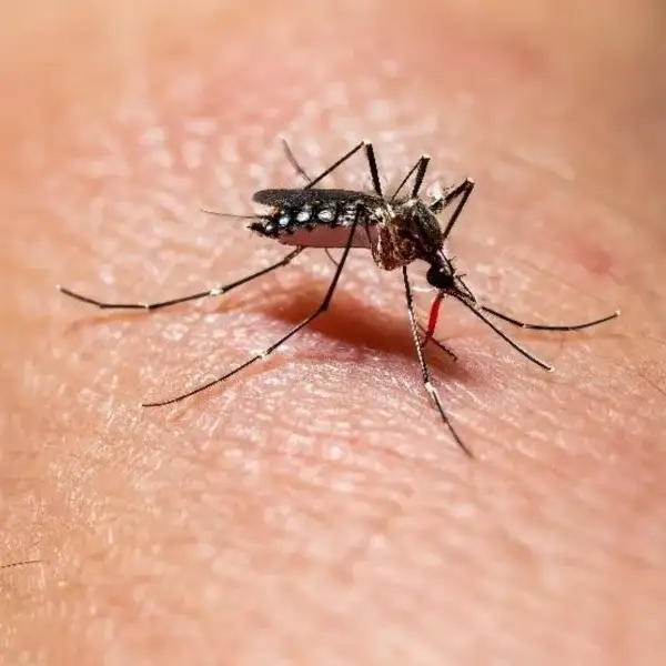 Dengue: si bien bajan los casos, Gualeguaychú es el departamento que más contagios registró en la última semana