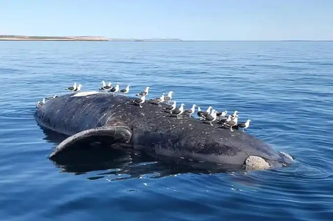 Siguen apareciendo ballenas muertas en Puerto Pirámides: ya son 13 y crece la preocupación en Chubut