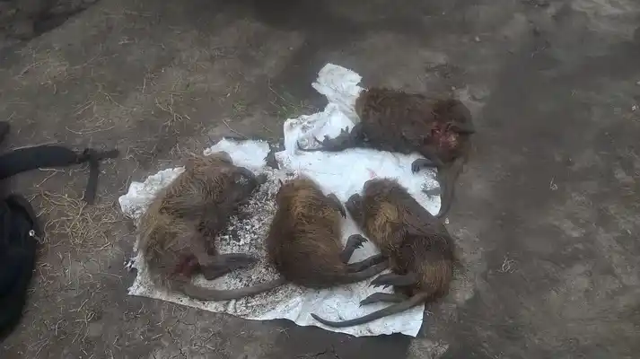 Abigeato secuestró carpinchos, nutrias y un tatú de cazas furtivas