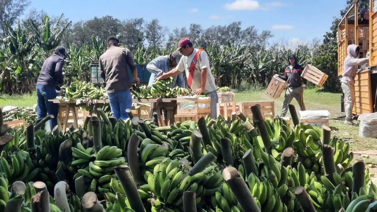 La liberación de las importaciones afectaría a la producción bananera de Formosa