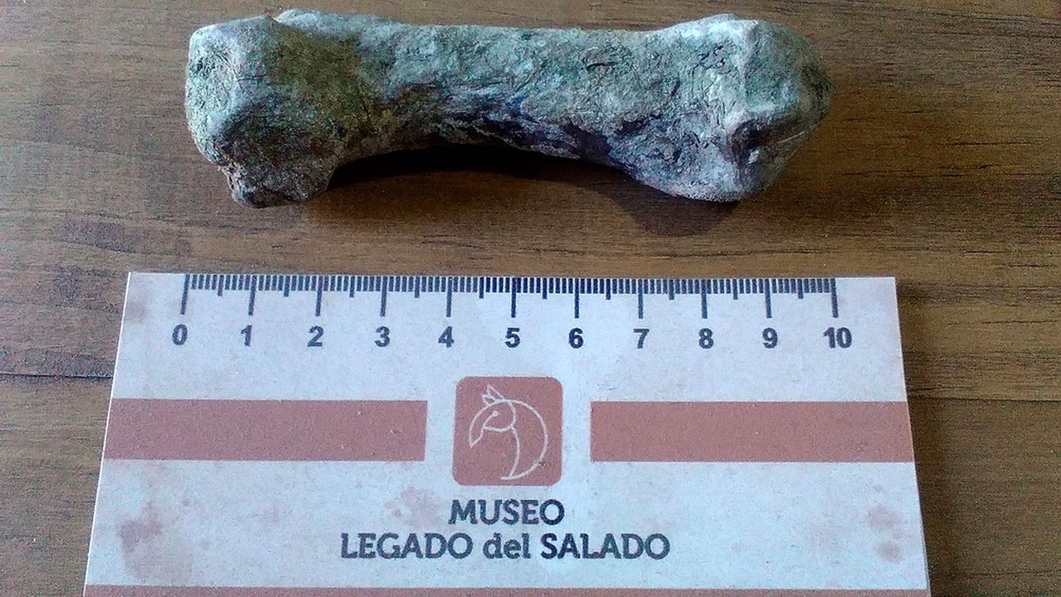Junín tendrá su Museo Paleontológico con los fósiles hallados en el río Salado