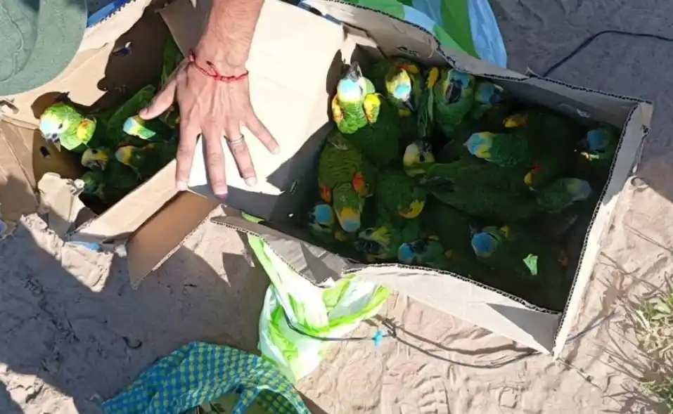 La Fiscalía Penal de Embarcación dispuso la incautación de las aves y la aprehensión de las personas involucradas.