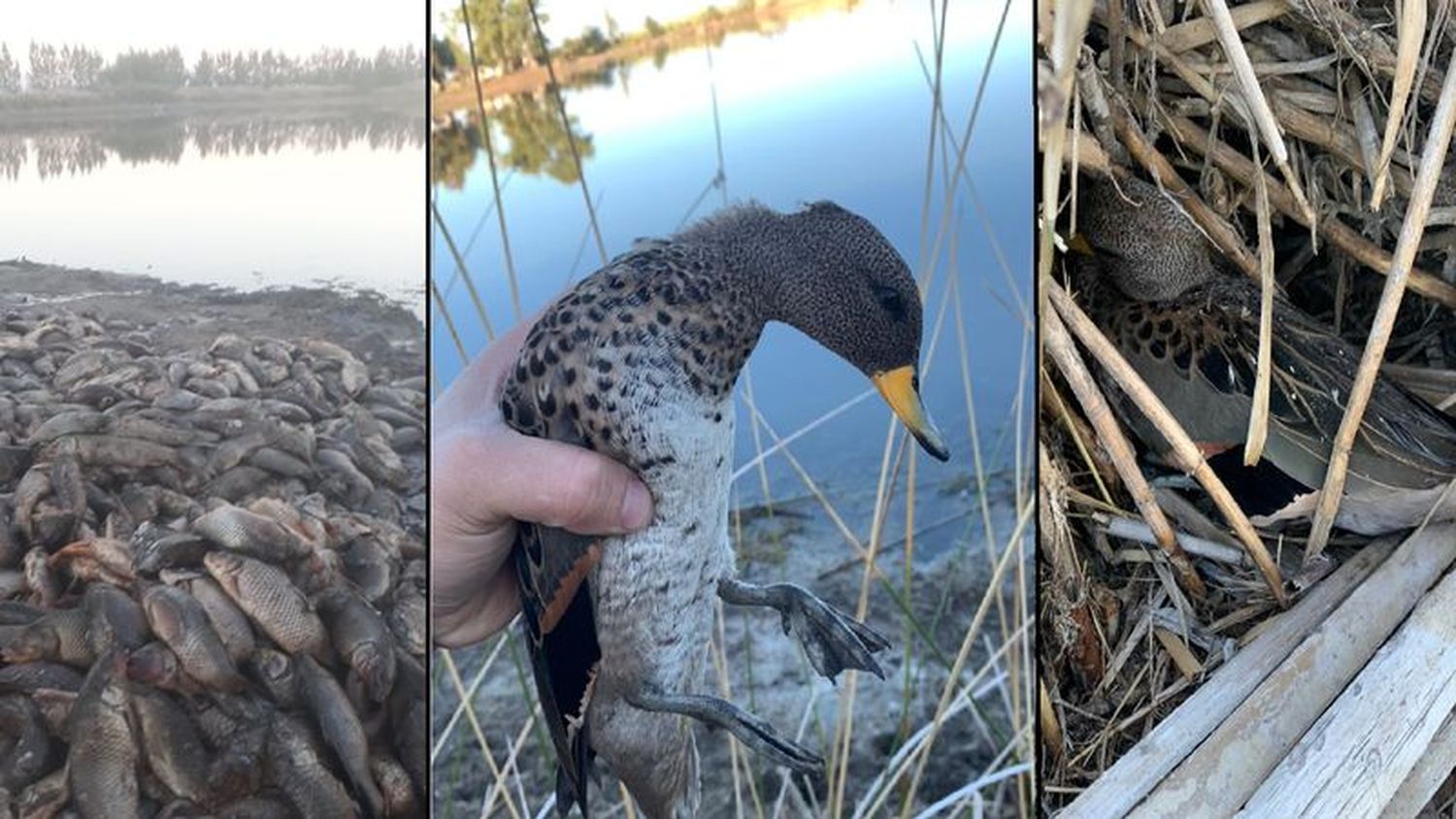 Encontraron aves muertas en la laguna El Viborón