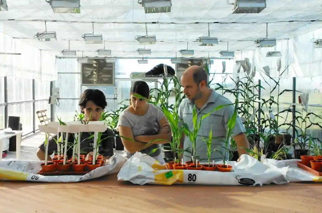 Investigadores argentinos descubren una clave molecular para cultivos que se adapten al frío