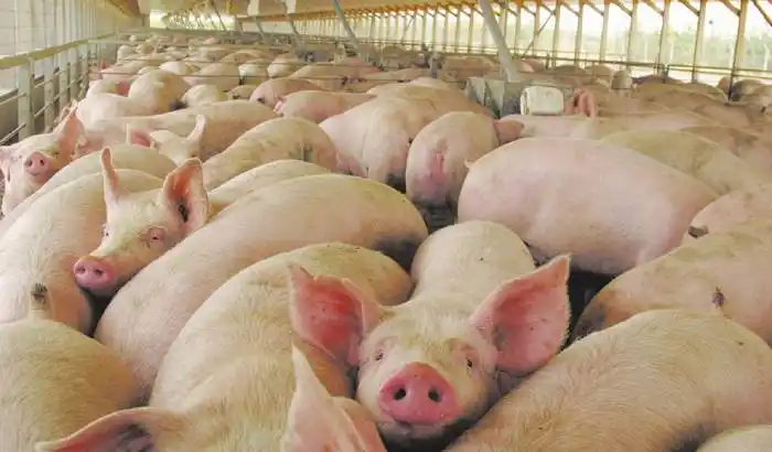 Salud recomienda estar alerta ante  posibles síntomas de triquinosis