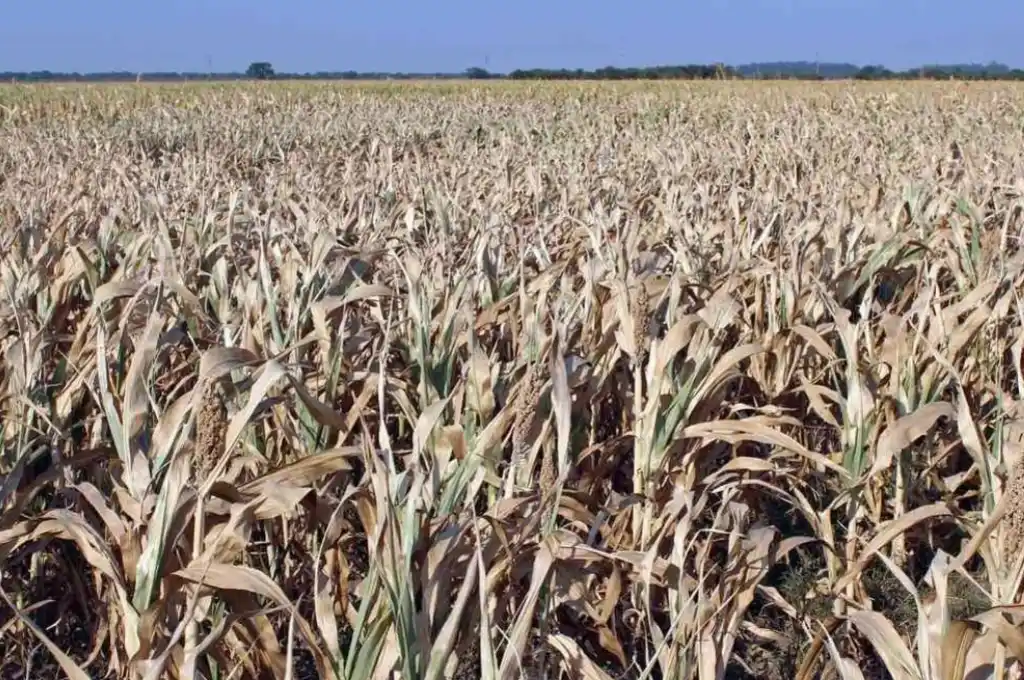 En el centro oeste santafesino la superficie sembrada de trigo cayó 20%