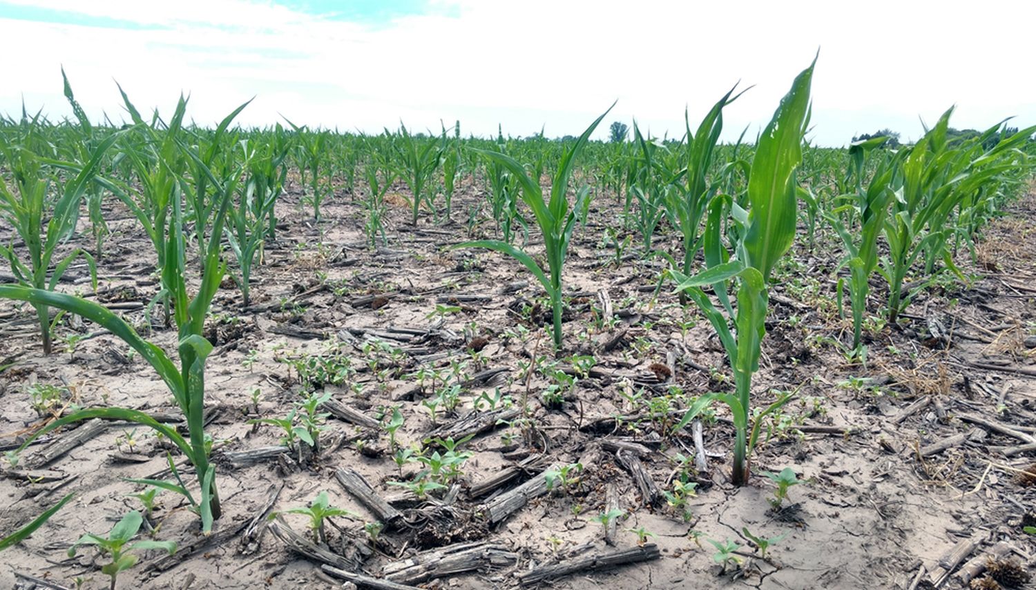 Para la Rural de Rosario el campo afronta “la sequía más importante de los últimos 70 años”