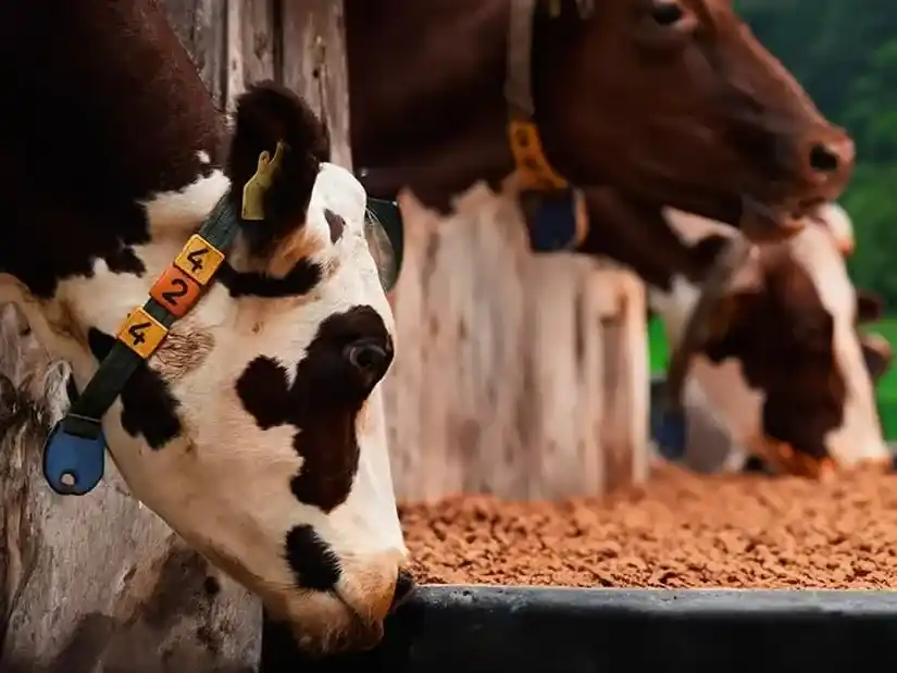 Nutrición estratégica y conocimiento aplicado para mejorar la eficiencia en la producción animal