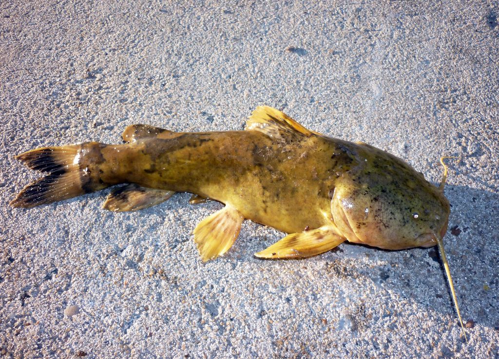 La pesca indiscriminada y con redes se acentúa tras la bajante del Paraná.