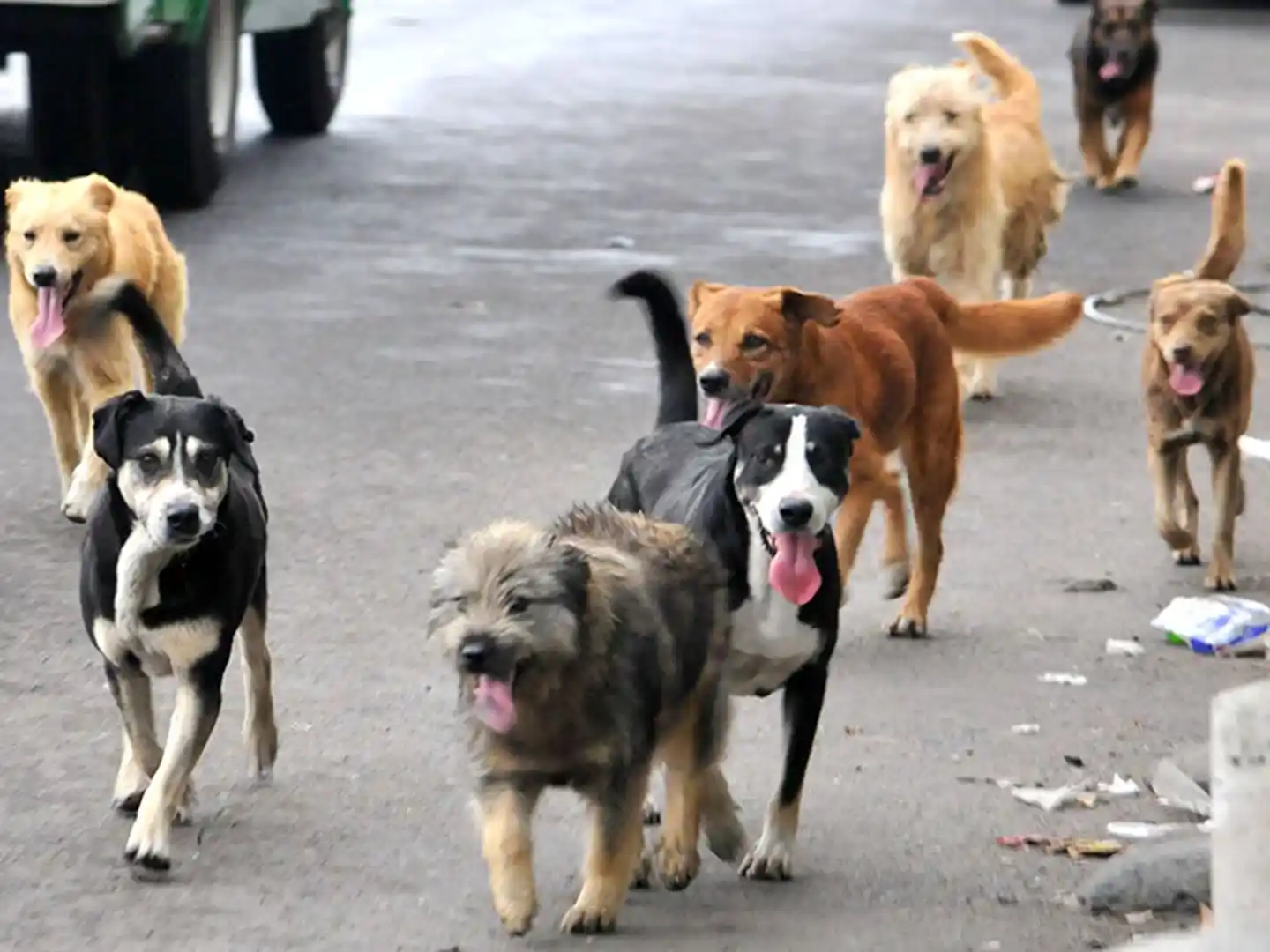 Presentaron un proyecto para crear una nueva ley de protección animal en territorio bonaerense