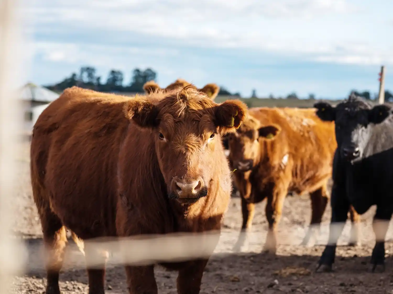 Marcas ganaderas más protegidas: el Gobierno amplió plazos y derechos