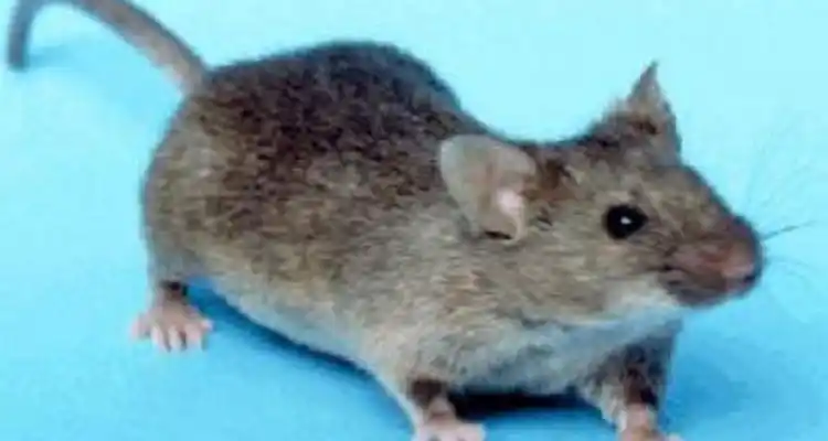 Continúa en terapia el paciente  que contrajo Hantavirus