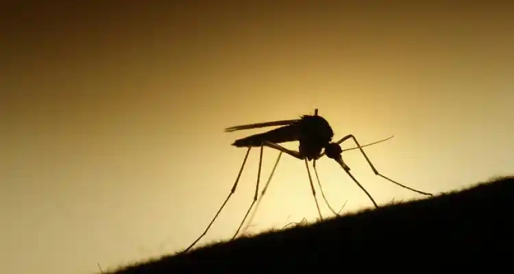 Fumigación de mosquitos en Vuelta de Obligado y Gobernador Castro