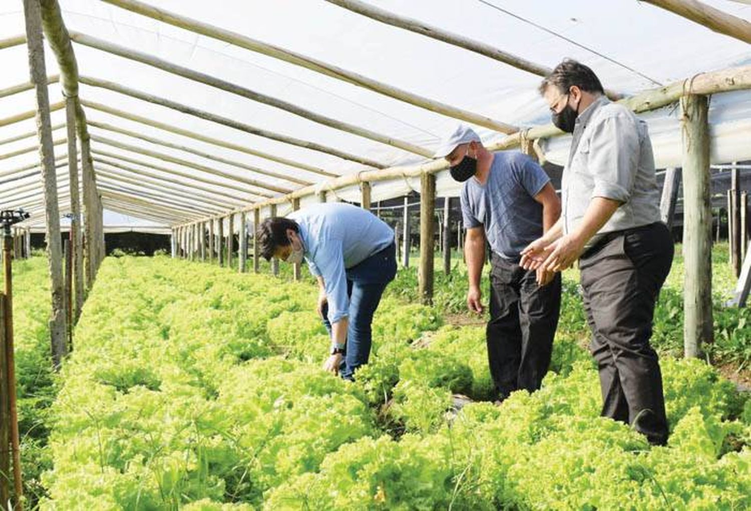 Horticultura: una actividad con potencialidad de crecimiento 