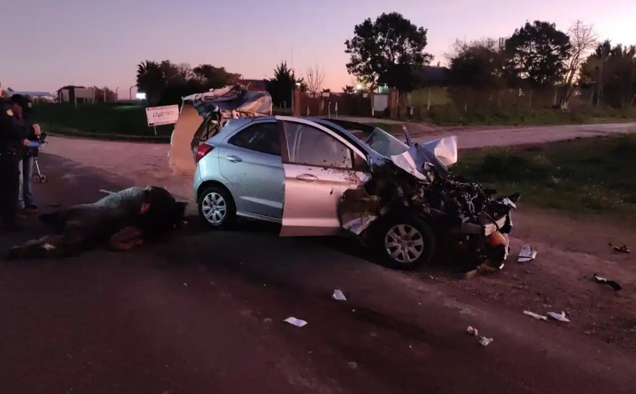 Ruta 11: Un automóvil embistió 3 equinos que se encontraban sobre la cinta asfáltica