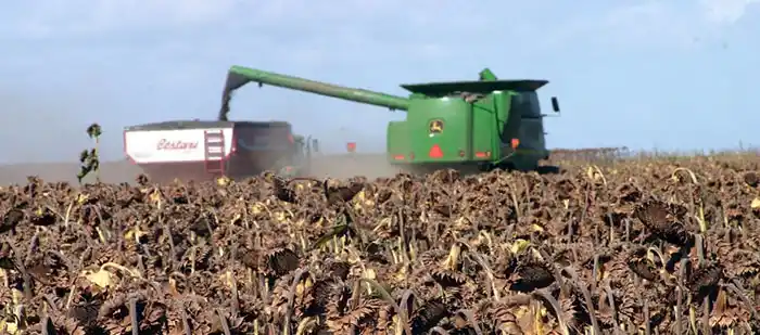 Girasol: rindes aceptables, aunque se esperaba más