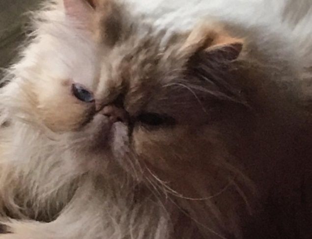 Embalsamó a su gato y lo llevó de paseo a Luján 