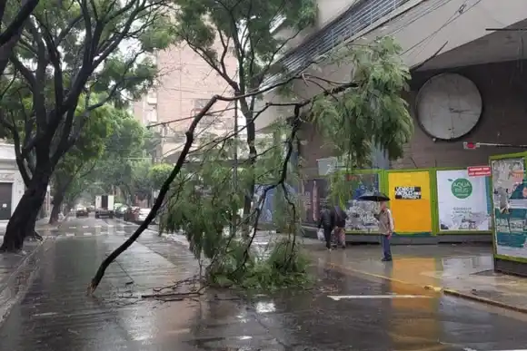 Las consecuencias de la tormenta en Rosario: más de 20 reclamos por cables y árboles caídos