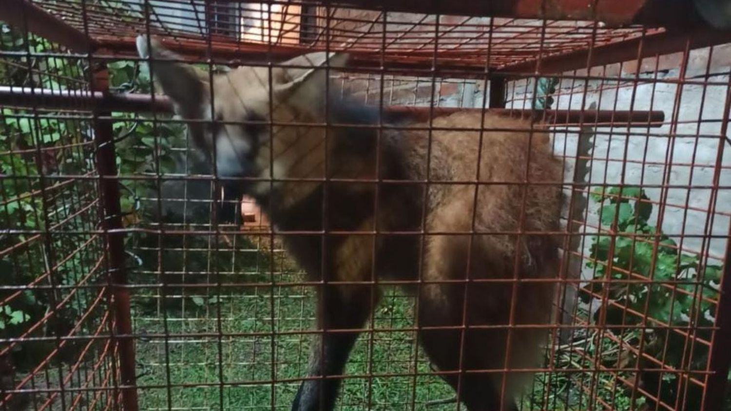 Capturaron al Aguará Guazú y lo devolvieron a su hábitat