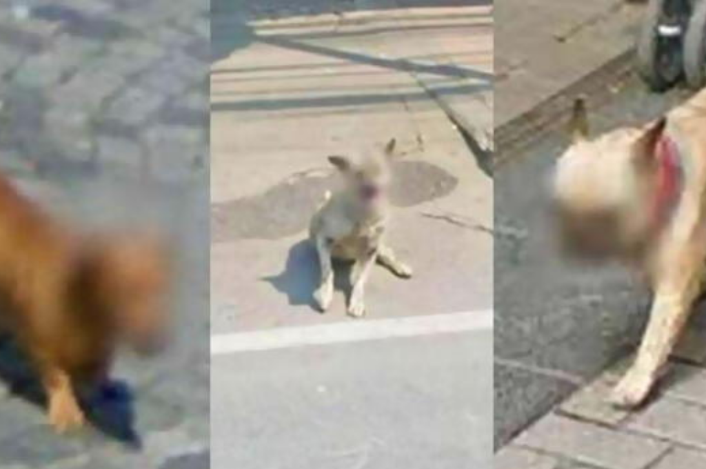 El motivo por el que Google Maps difumina los rostros de los animales