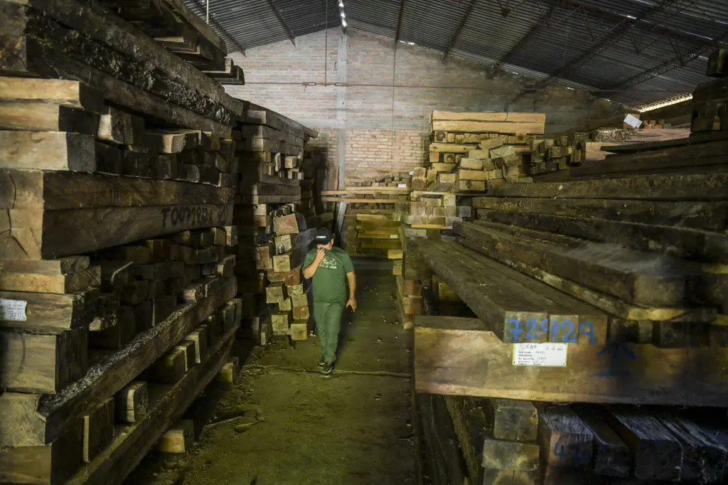 La madera de la tala ilegal en Colombia se convierte en hogar de las abejas