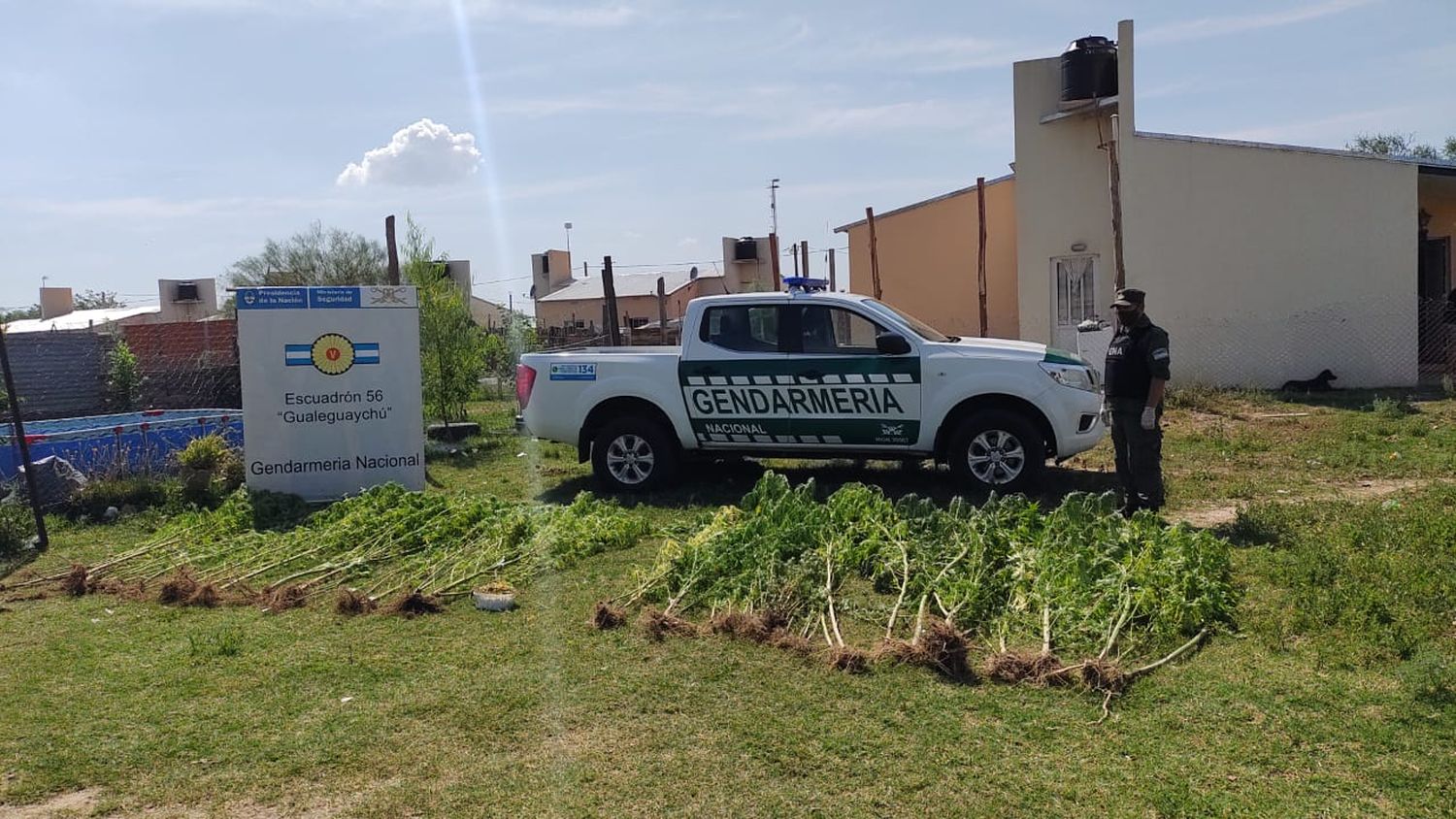 Gendarmería encontró más de 50 plantas de marihuana en una casa del barrio La Cuchilla