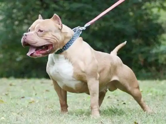 Sancionan al dueño del pitbull que generó alarma en la costanera y ordenan su restitución con medidas de seguridad