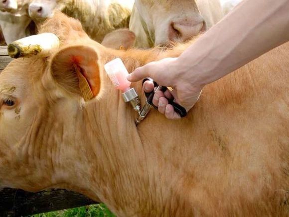 El 13 de octubre arranca la vacunación contra fiebre aftosa