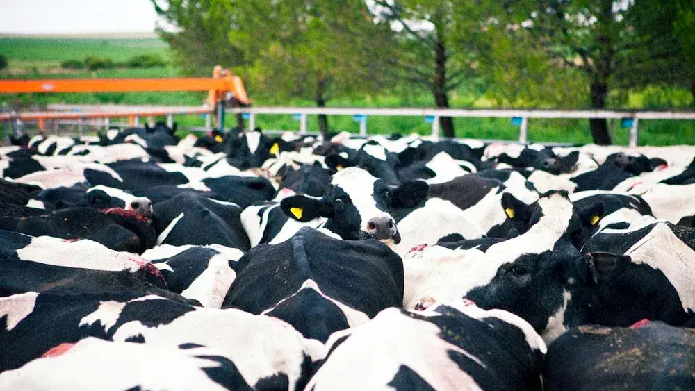 La producción lechera alcanza niveles récord pero los tambos enfrentan una fuerte caída en su rentabilidad