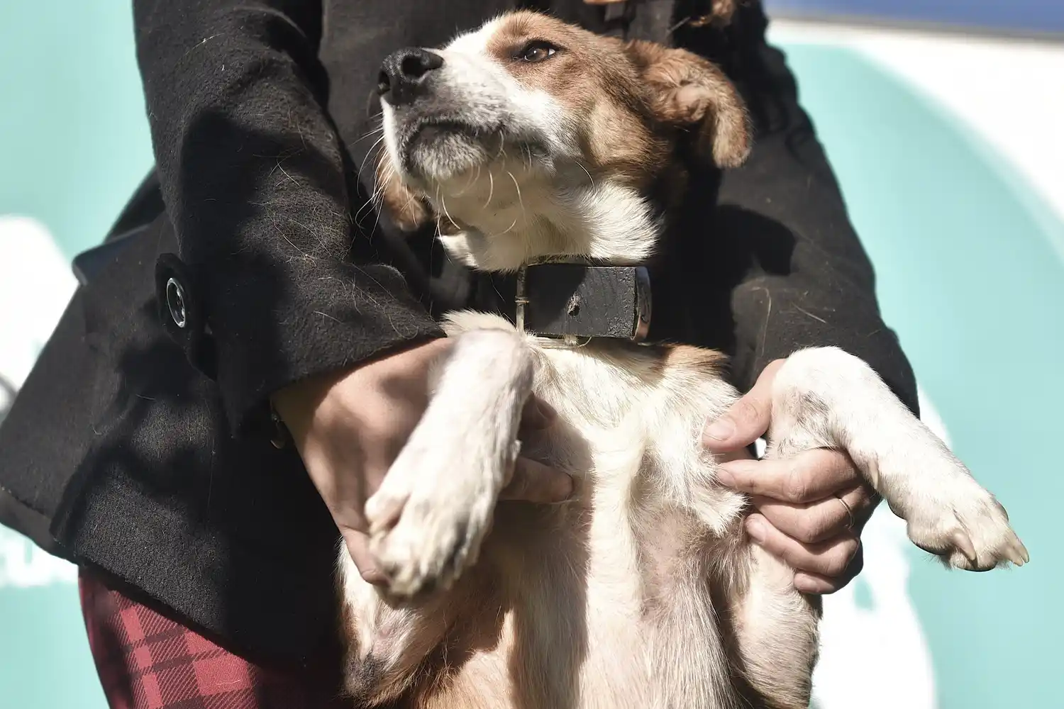 En el Día del Animal, la Municipalidad promueve la adopción y tenencia responsable