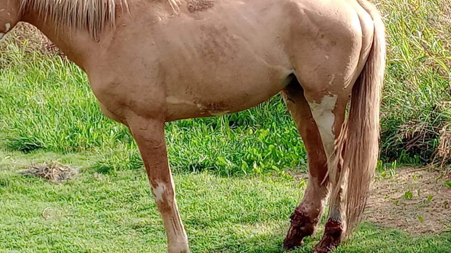 Caballo enfermo en el Paseo Público