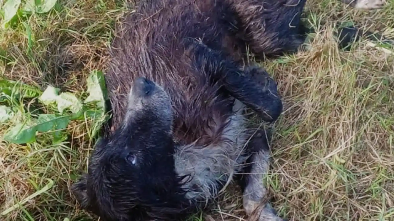 El perro fue rescatado en buen estado de salud.