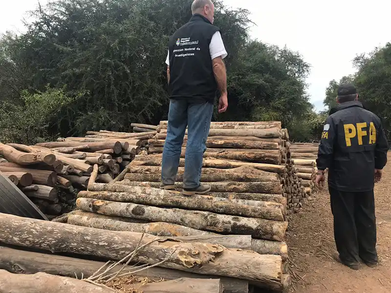 Cae banda que talaba palo santo y lo exportaba a China