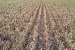 La sequía traza uno de los escenarios más complicados de los últimos años