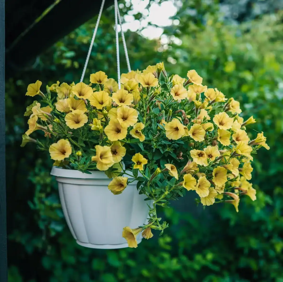 petunias - 2