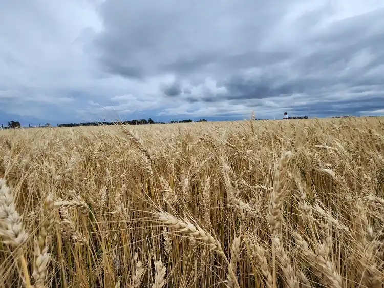 Estiman que el trigo y la soja en campos alquilados podrían alcanzar 319 dólares la hectárea