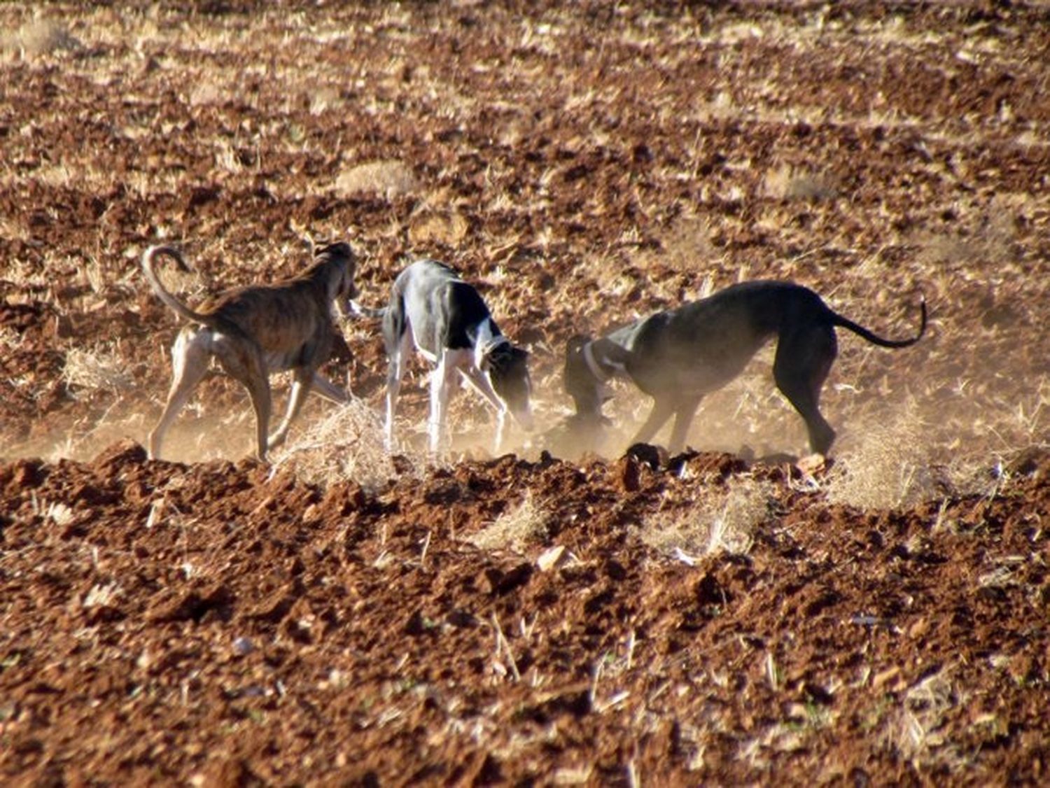 Los perros también fueron trasladados a sede policial. Imagen ilustrativa.