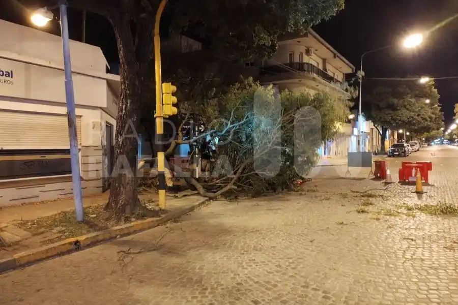Atención: recomiendan circular con precaución sobre Av. Santa Fe por una gran rama que obstruye parcialmente la calzada