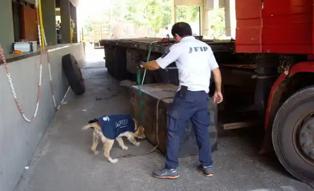 AFIP frenó el ingreso de marihuana por dos millones y medio de pesos