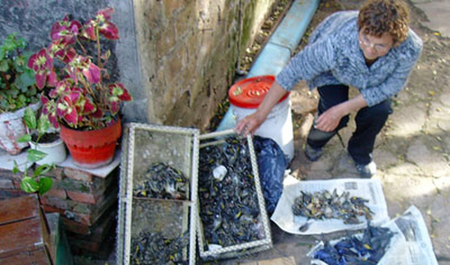 Murieron 300 pájaros por hacinamiento y estrés