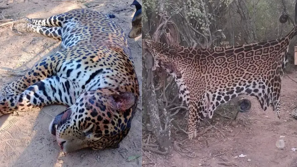 Después de matar al animal, lo despellejaron y se lo comieron