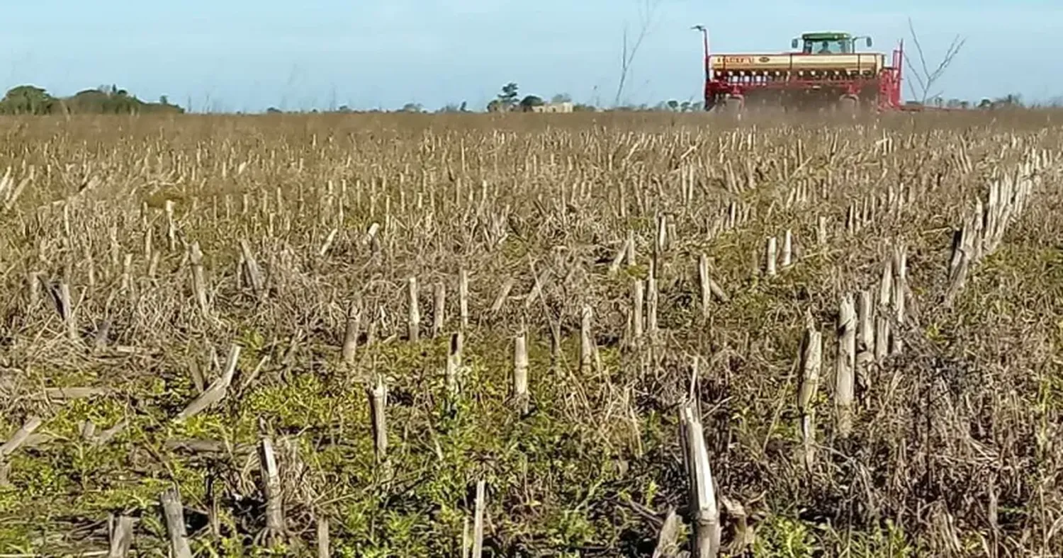 Para muchos productores, el trigo será la "gran revancha".