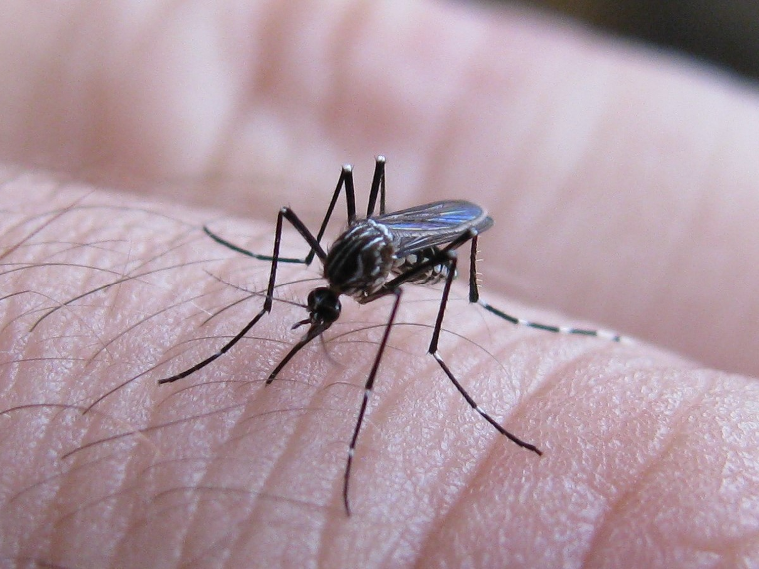 Récord histórico de muertes por dengue en el país: ya son 32