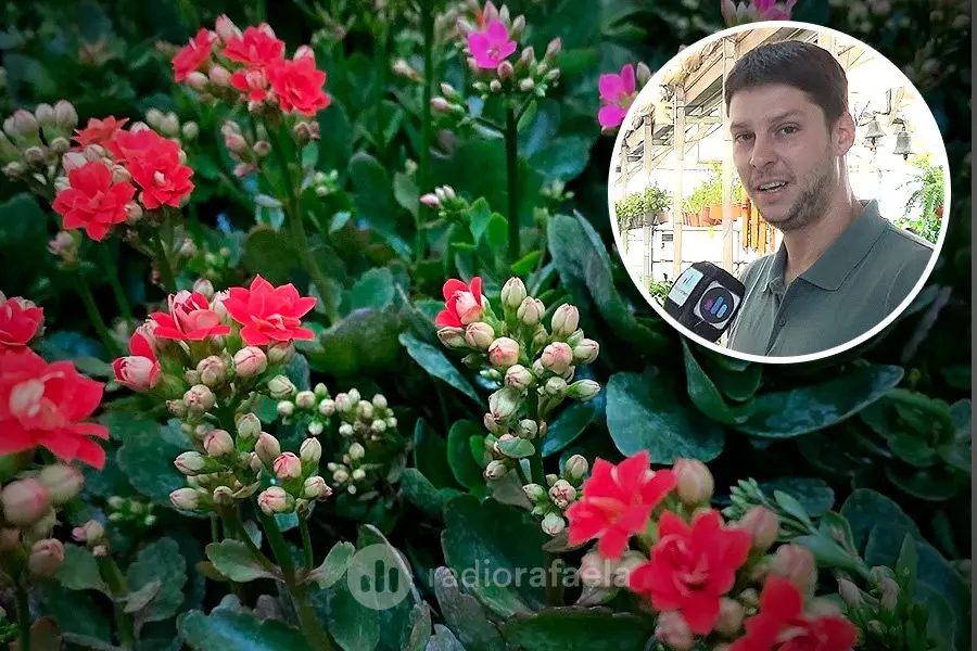 Ya llega el día de la Madre: ¿qué plantas y flores se pueden regalar?