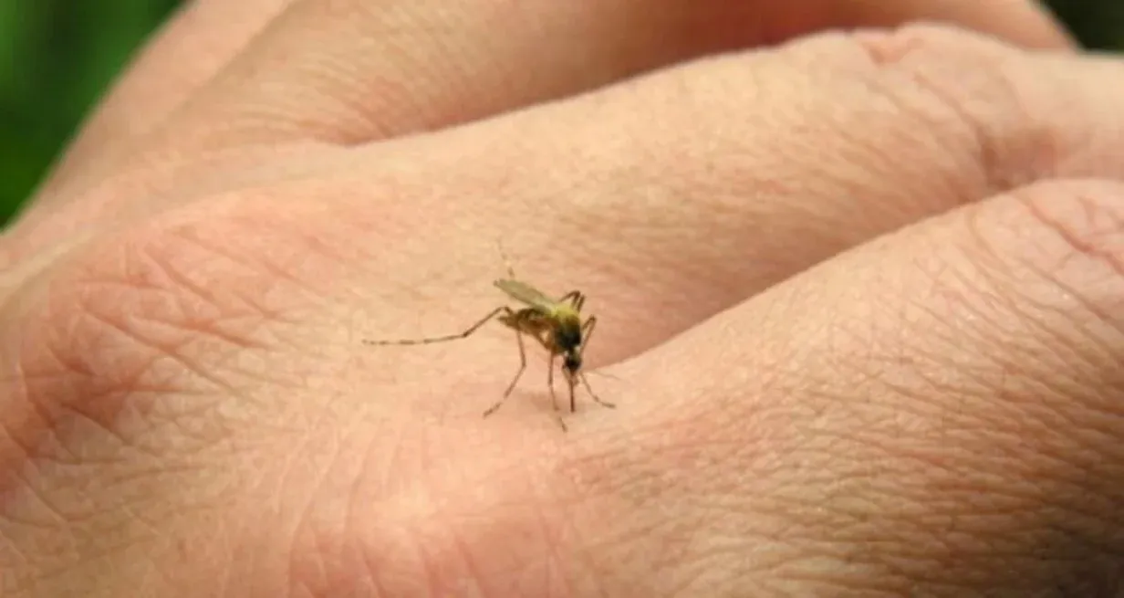 Desde el inicio de este año son 55.273 casos confirmados de dengue.