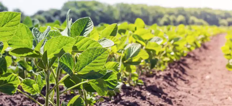 Siembra de soja y maíz, en la recta final