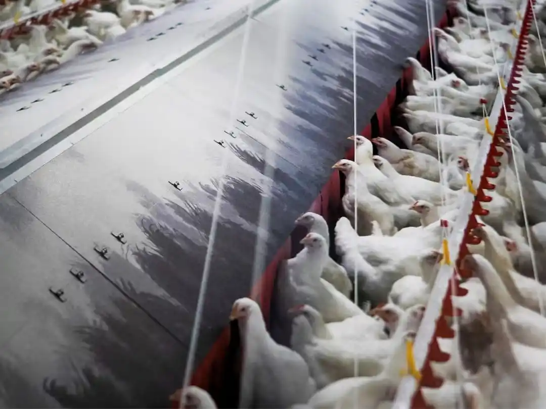 Alerta en Portugal: confinan aves domésticas por el avance de la gripe aviar